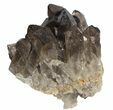 Dark Smoky Quartz Cluster - Large Crystals (Special Price) #61498-1